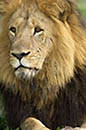 Lions Okavango